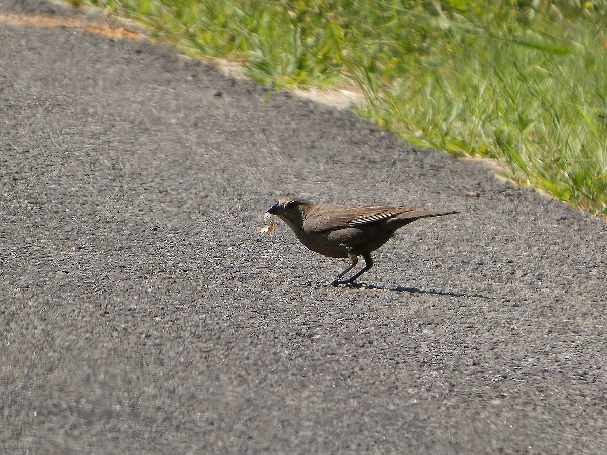 Brown-headed Cowbird - ML638557766