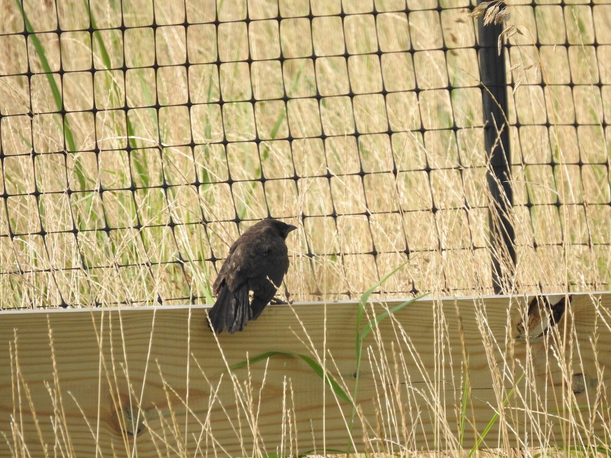 Common Grackle - ML638557767