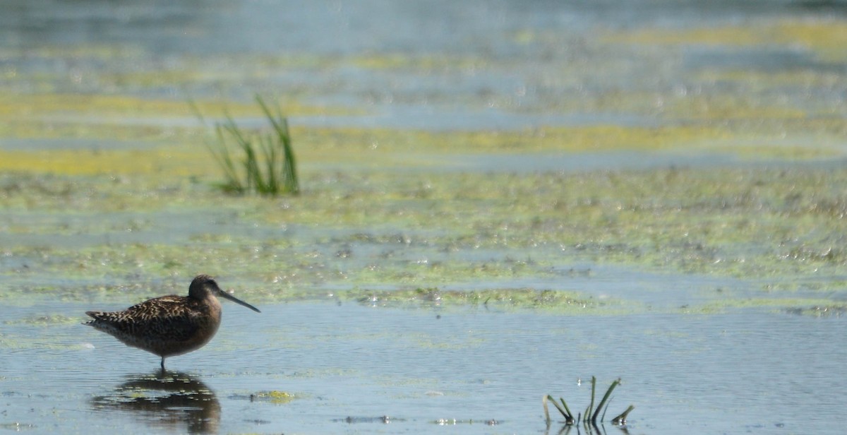 Short-billed Dowitcher - ML638557768