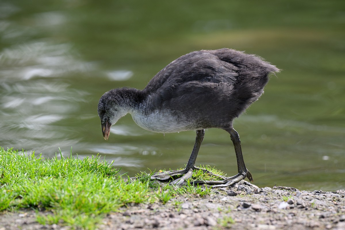 Eurasian Coot - ML638557769