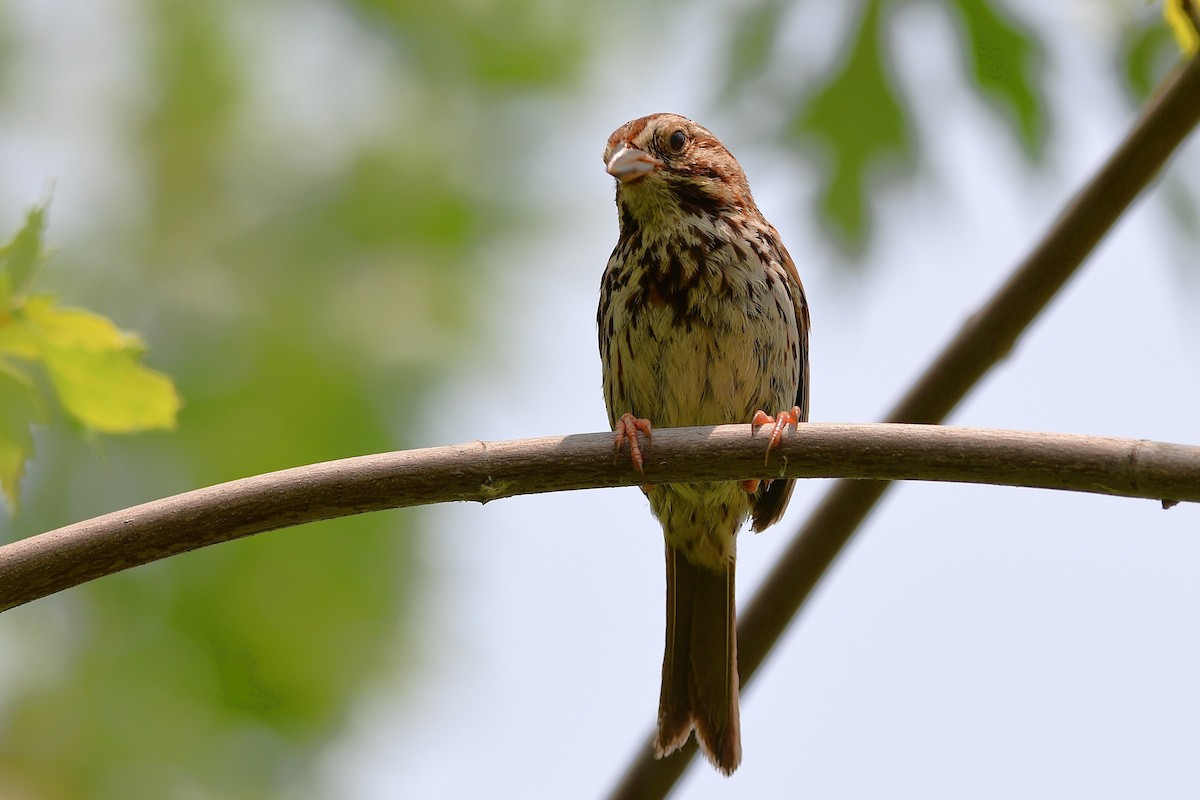 Song Sparrow - ML638557771