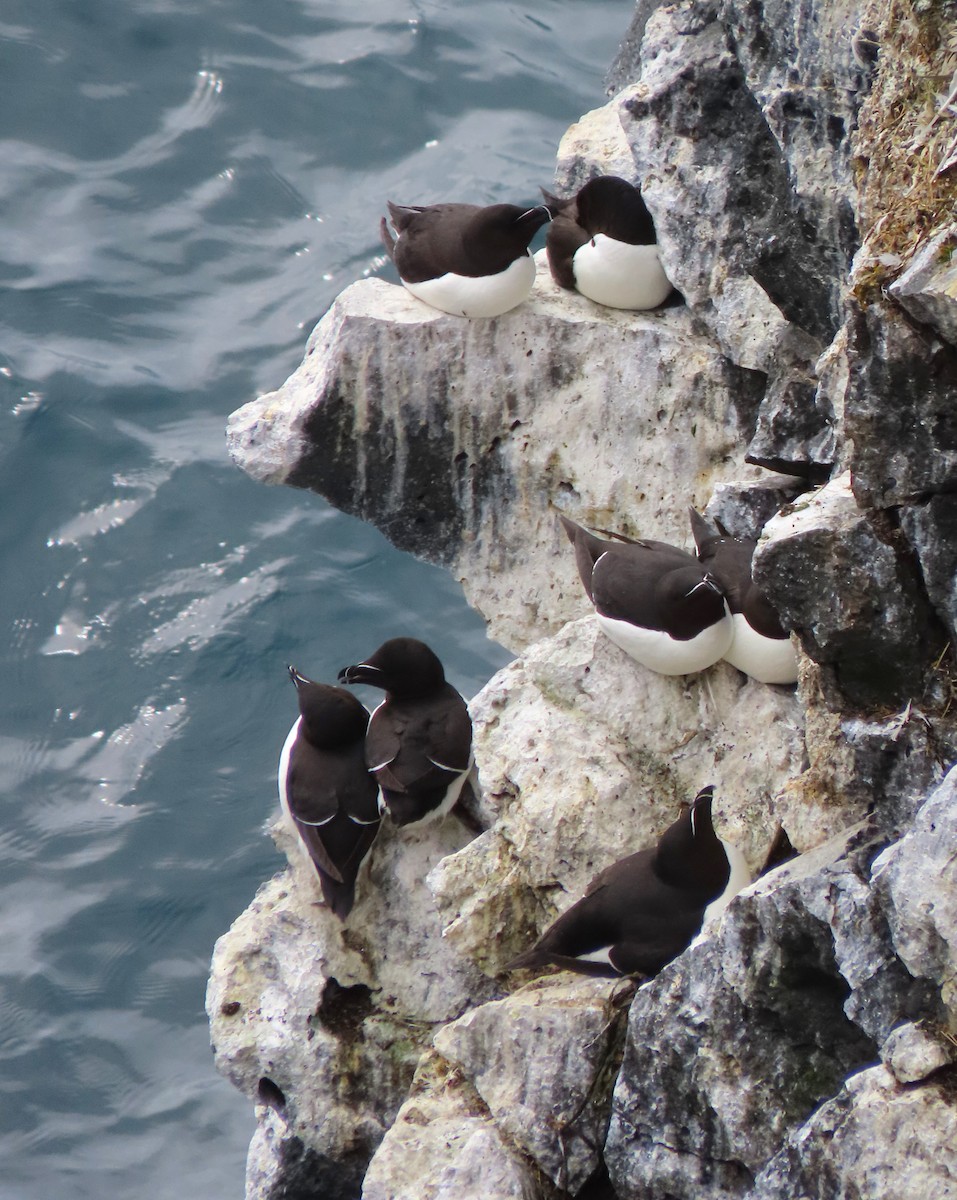 Razorbill - ML638557776