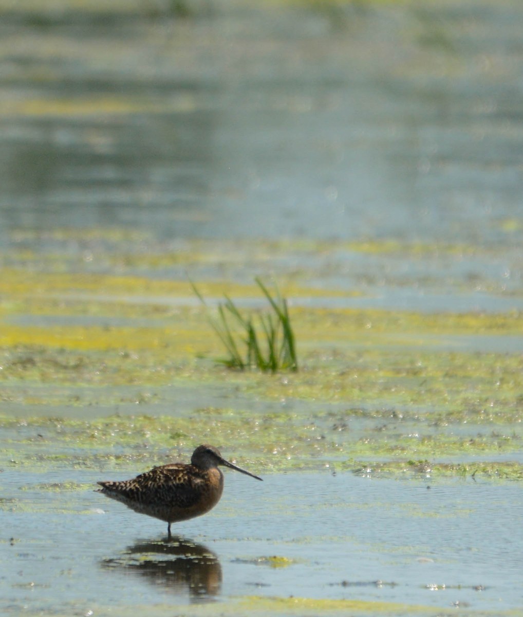 Short-billed Dowitcher - ML638557777