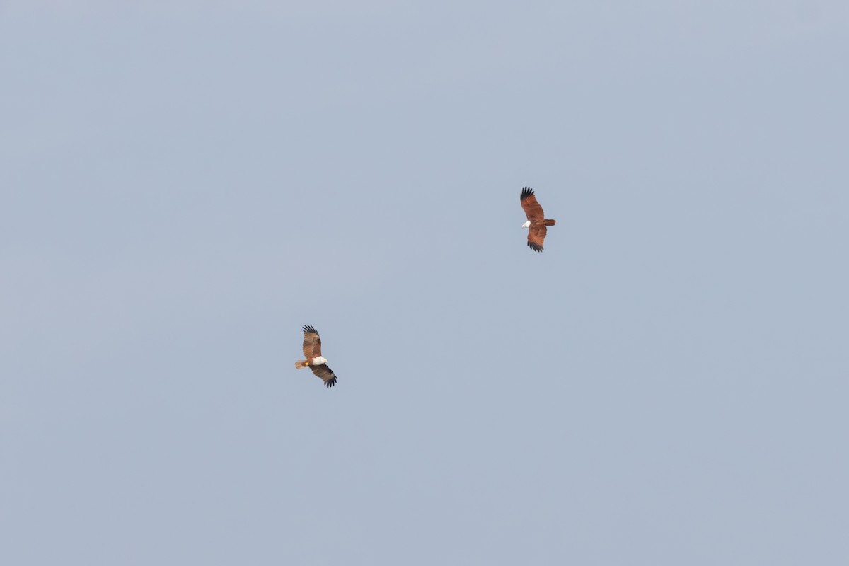 Brahminy Kite - ML638557780