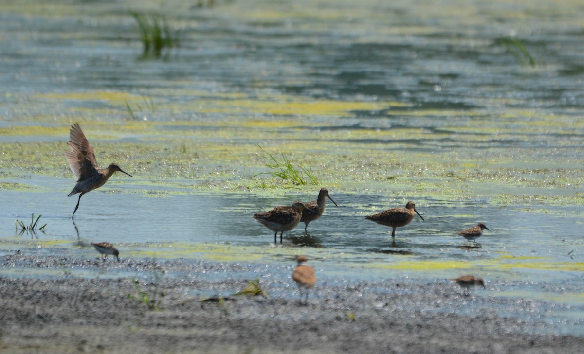 Short-billed Dowitcher - ML638557783