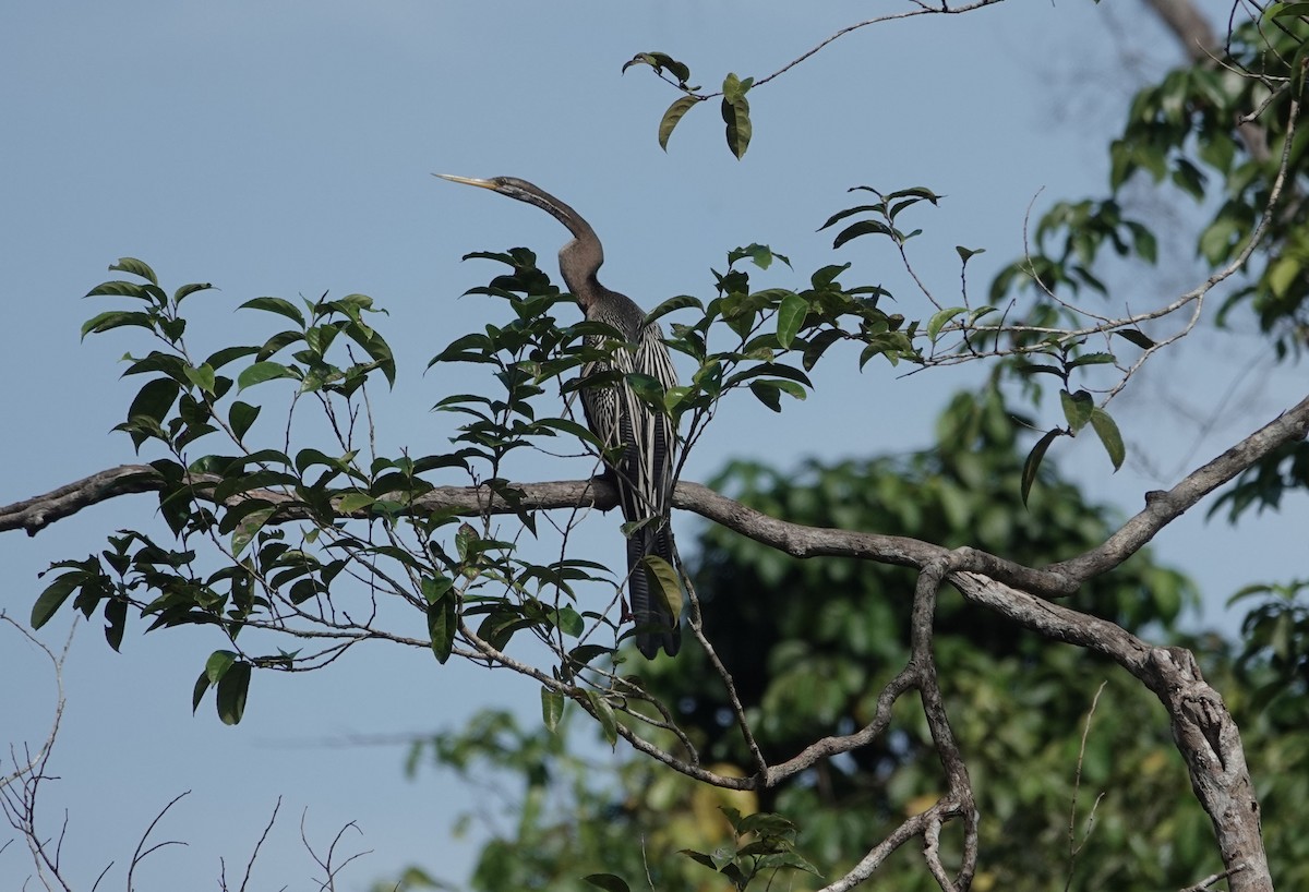 Oriental Darter - ML638557784