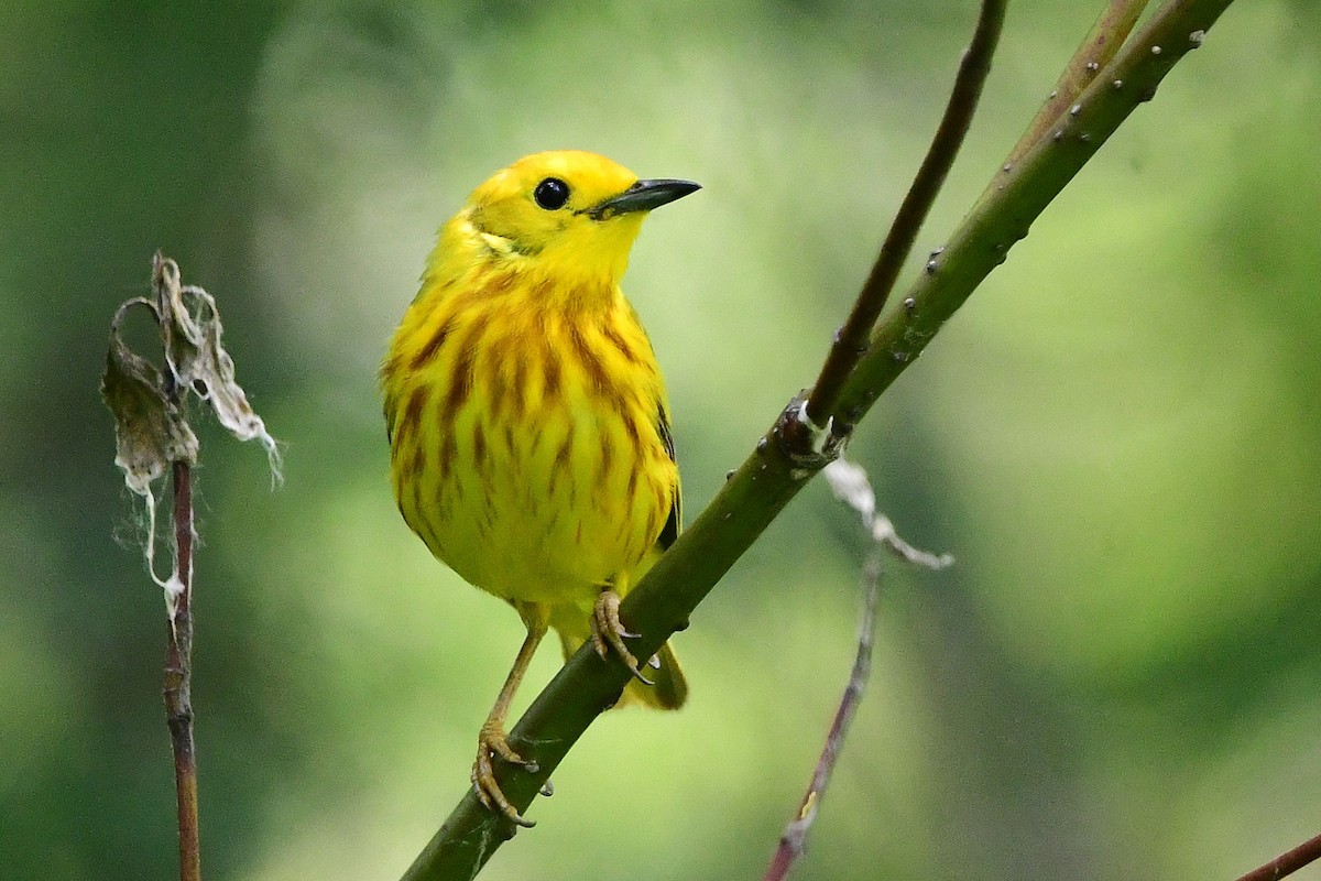 Yellow Warbler - ML638557785