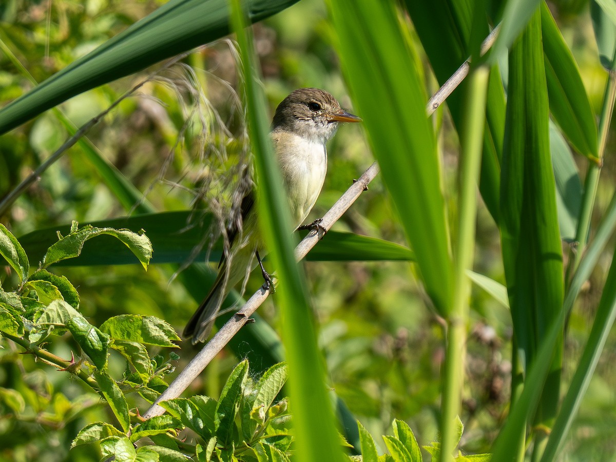 Willow Flycatcher - ML638557790