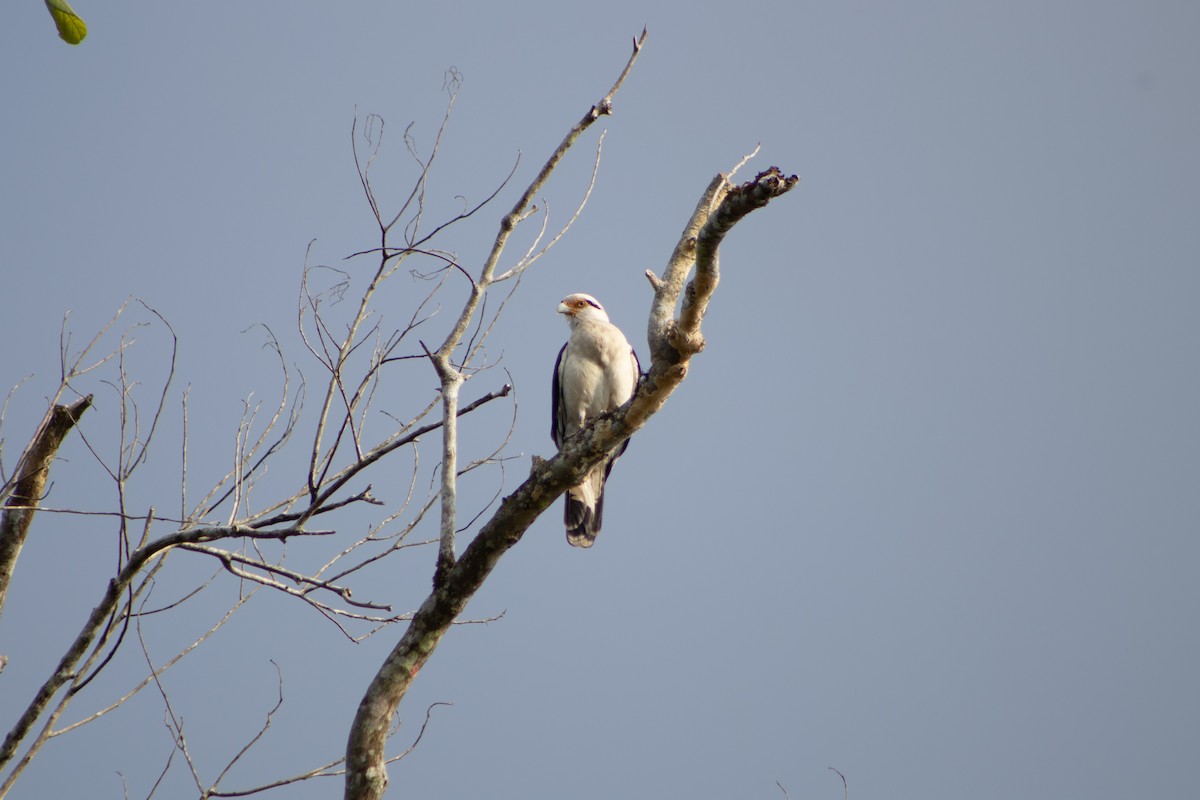 Yellow-headed Caracara - ML638557791