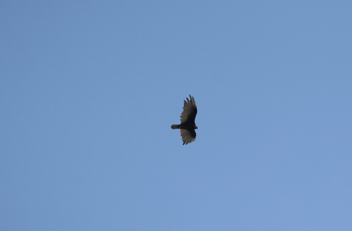 Turkey Vulture - ML638557794