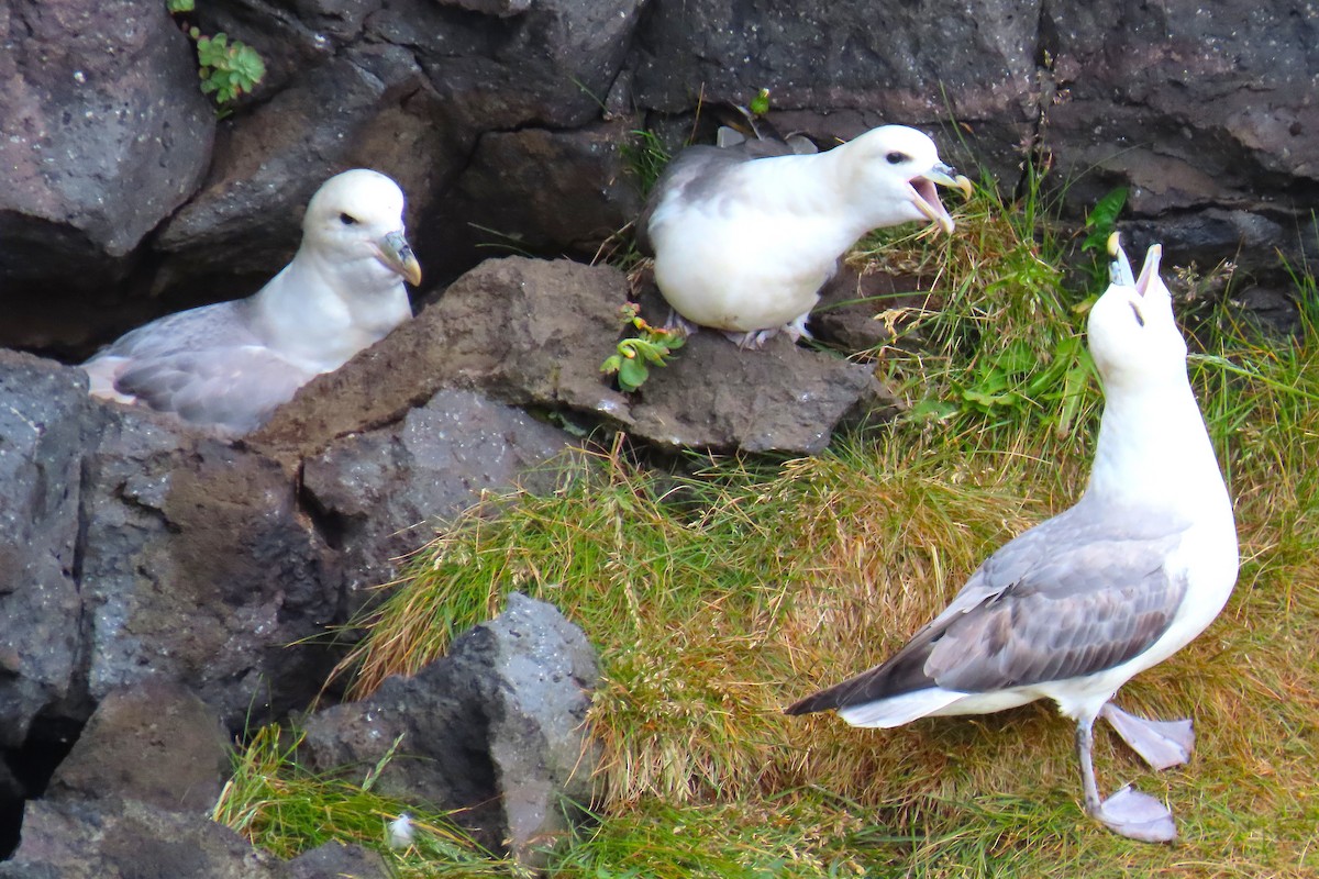 Northern Fulmar - ML638557802