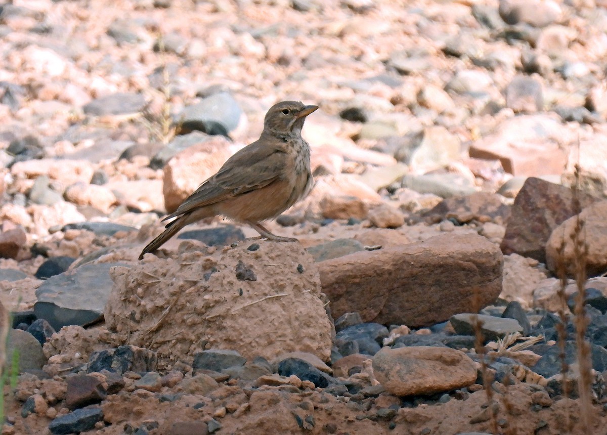 Desert Lark - ML638557817