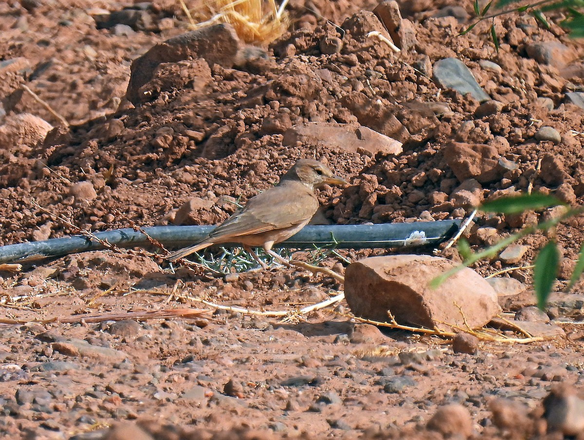 Desert Lark - ML638557819