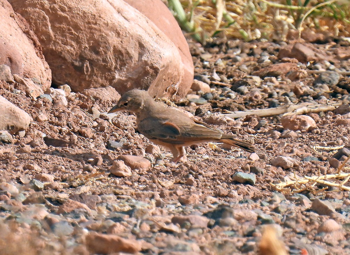 Desert Lark - ML638557821