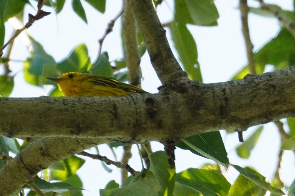 Yellow Warbler - ML638557823