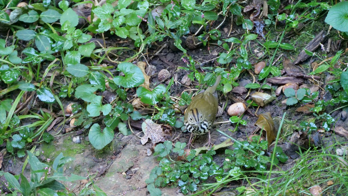 Ovenbird - ML638557839