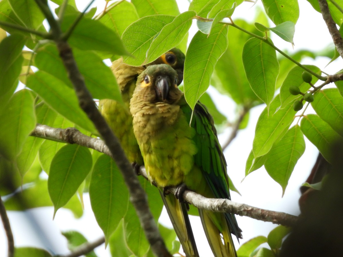 Conure cuivrée (ocularis) - ML638557841