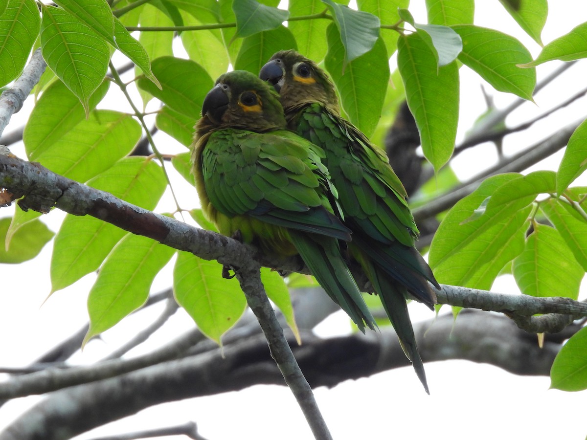 Conure cuivrée (ocularis) - ML638557842