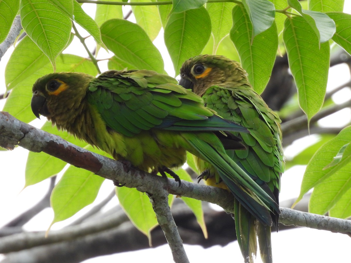 Conure cuivrée (ocularis) - ML638557843