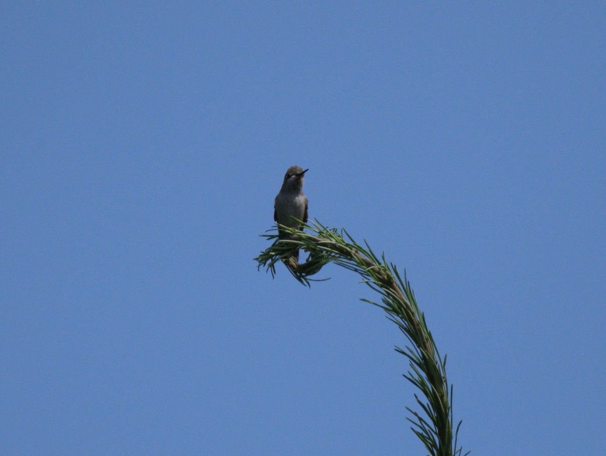 Anna's Hummingbird - ML638557852