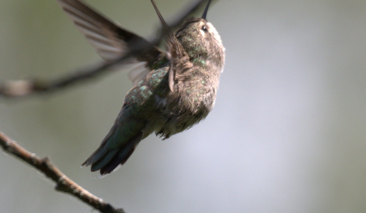 Anna's Hummingbird - ML638557853