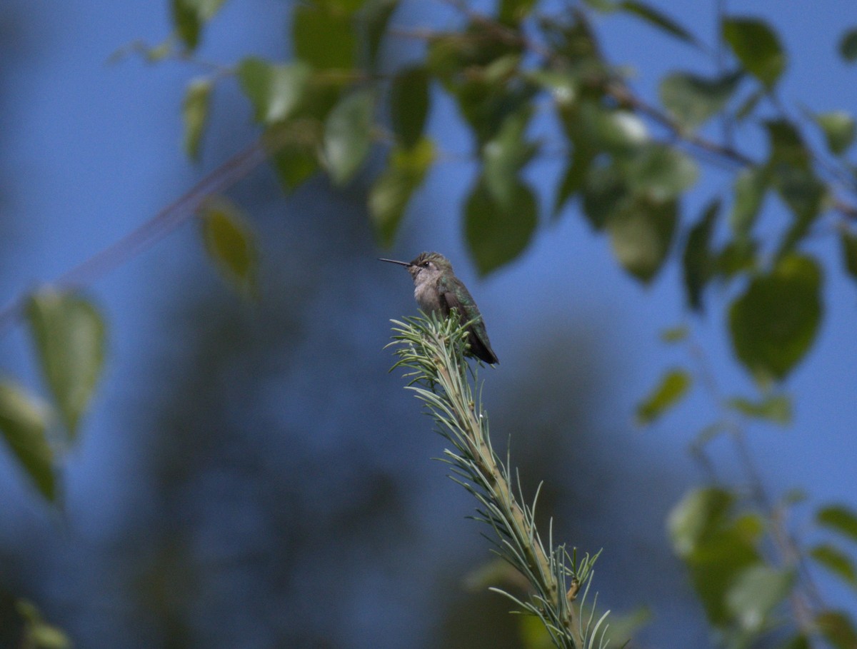 Anna's Hummingbird - ML638557854