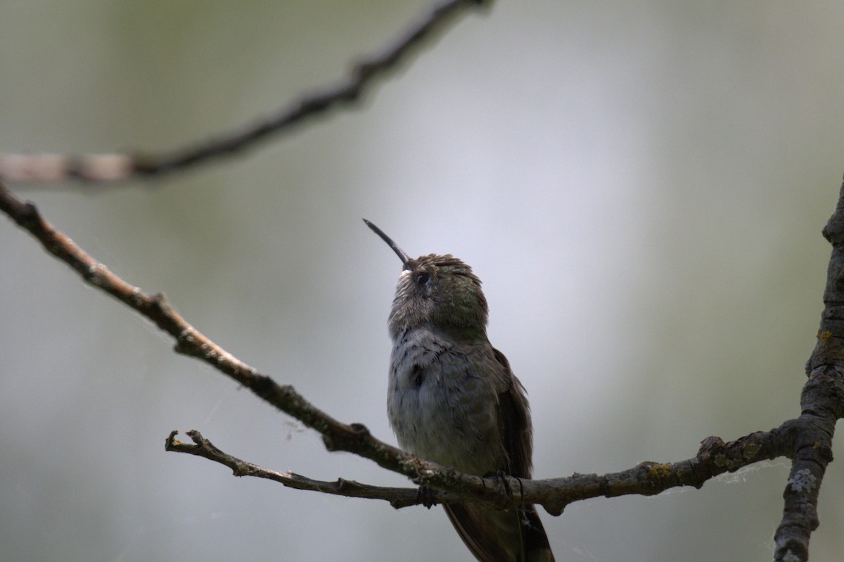 Anna's Hummingbird - ML638557857