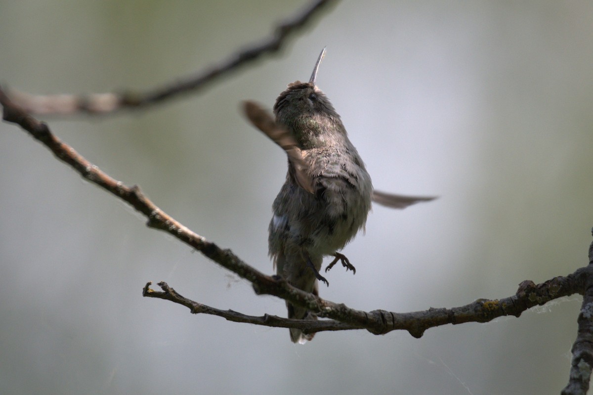 Anna's Hummingbird - ML638557858