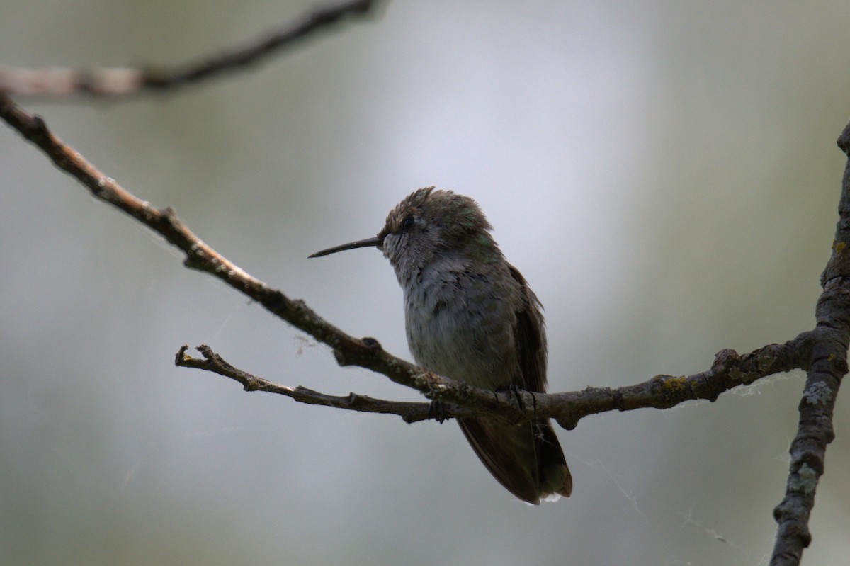 Anna's Hummingbird - ML638557859