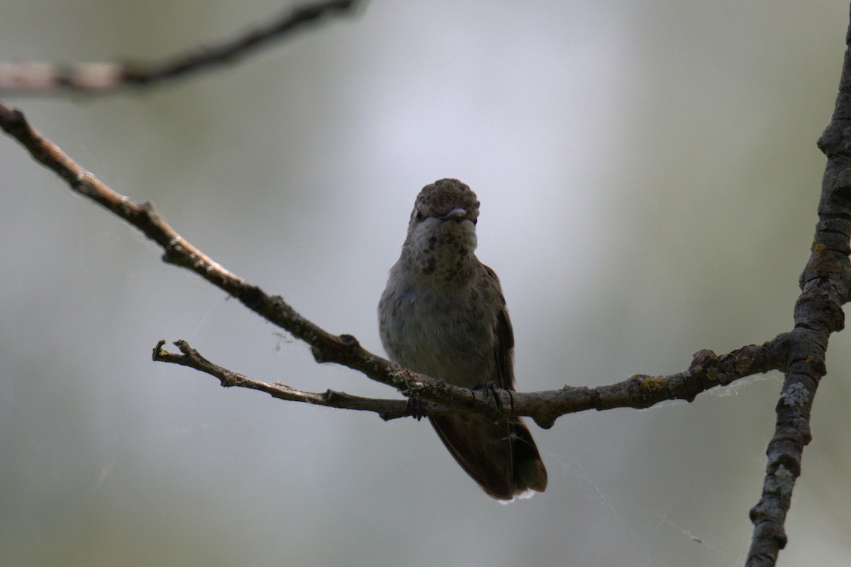 Anna's Hummingbird - ML638557861