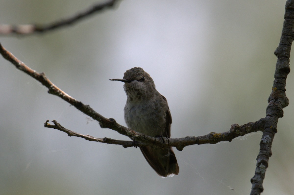 Anna's Hummingbird - ML638557862