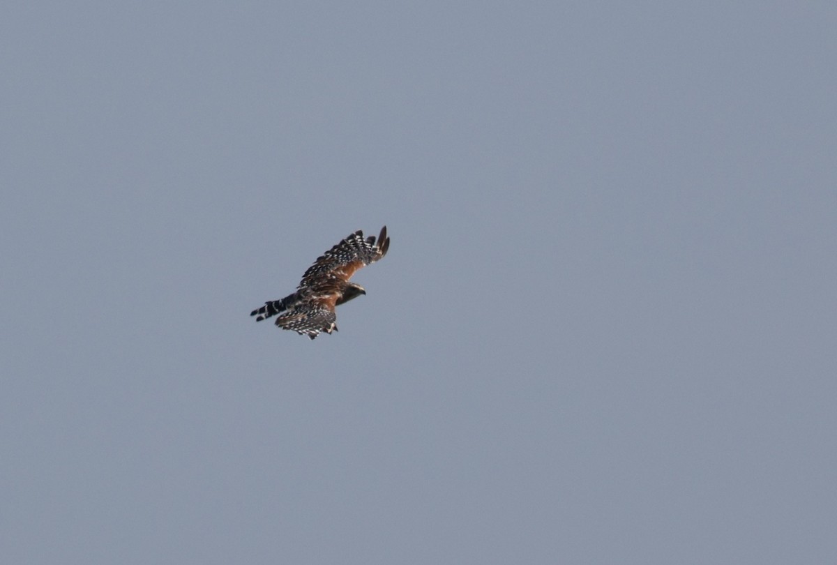 カタアカノスリ - ML638557884