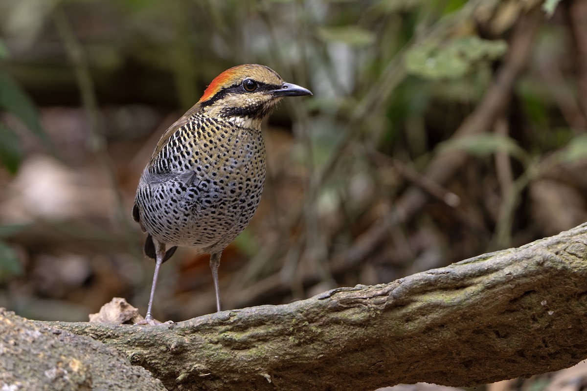 ルリヤイロチョウ - ML638557894