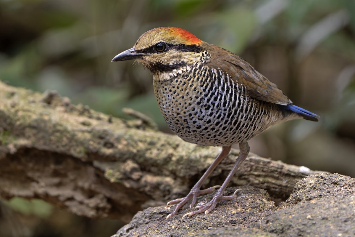 ルリヤイロチョウ - ML638557895