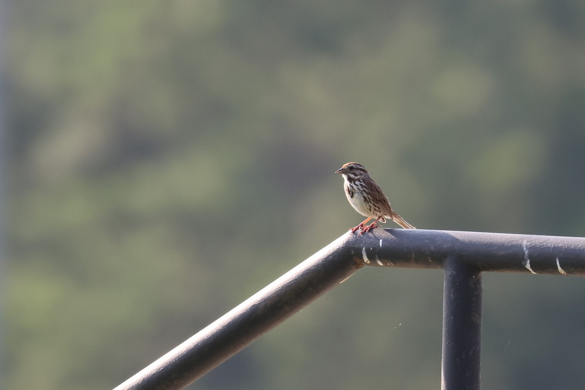 ウタスズメ - ML638557899