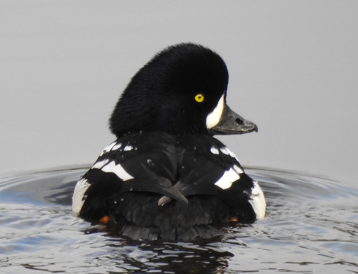Barrow's Goldeneye - ML638557907