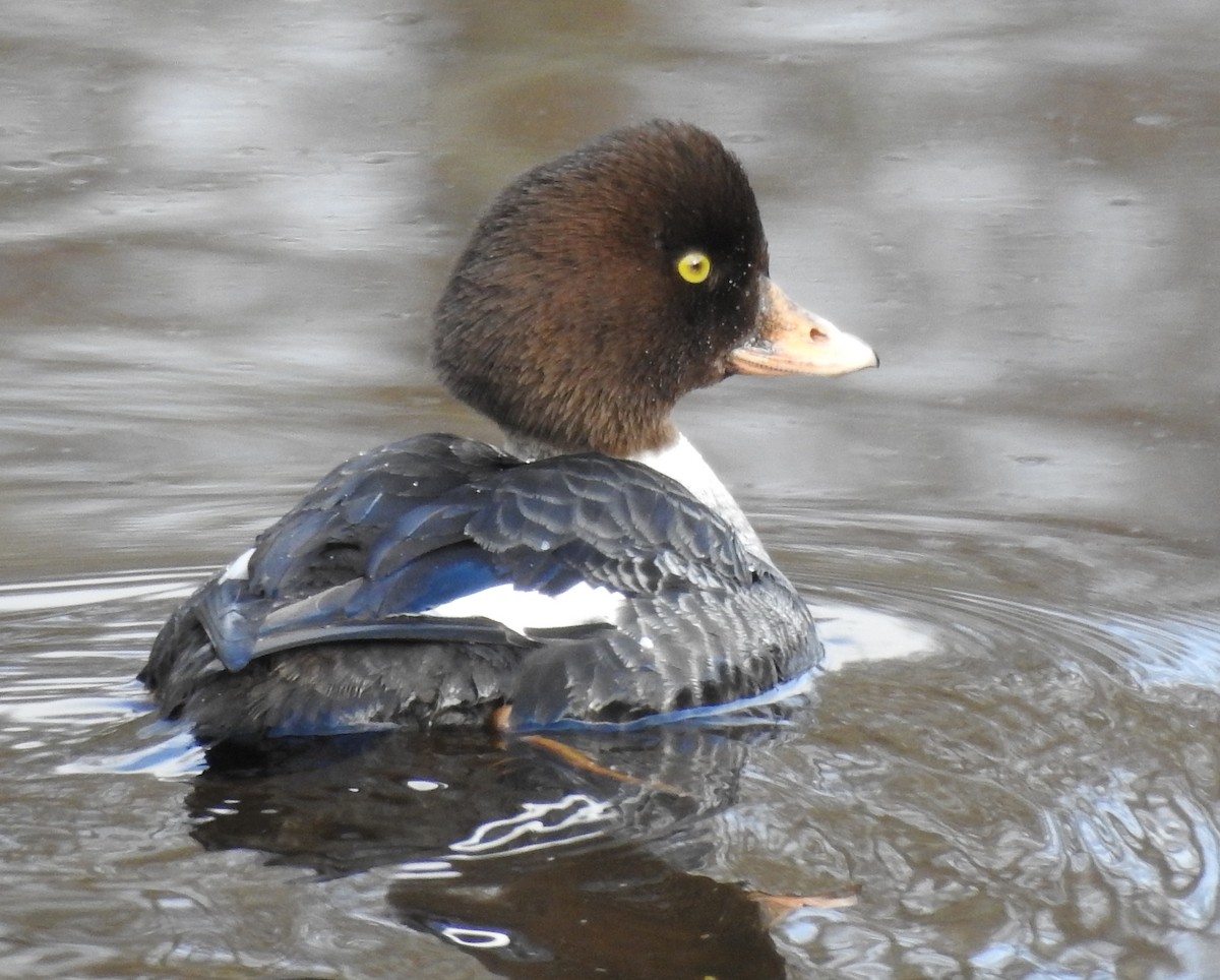 Barrow's Goldeneye - ML638557925