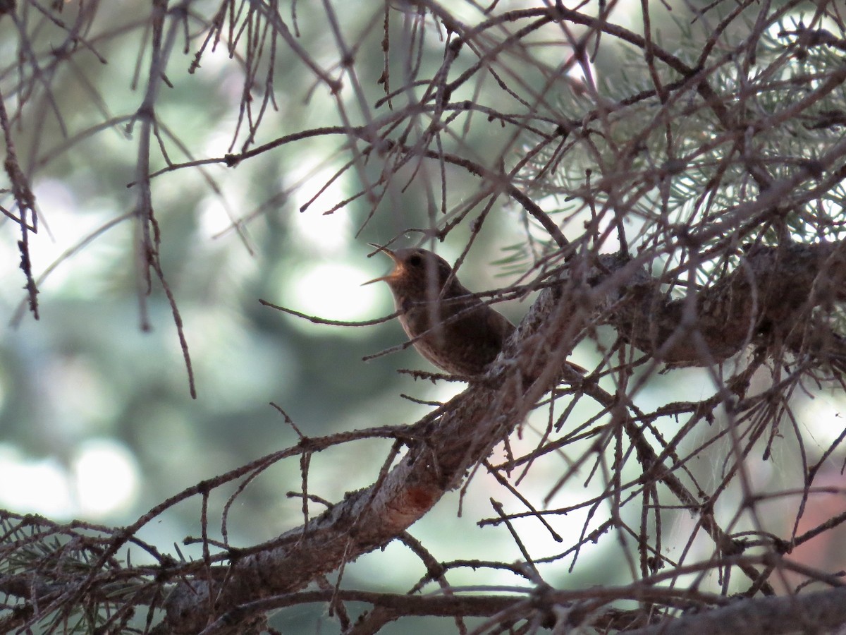 Pacific Wren - ML638557926
