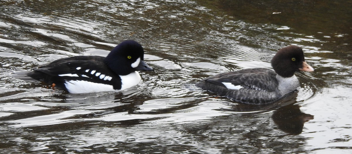 Barrow's Goldeneye - ML638557931
