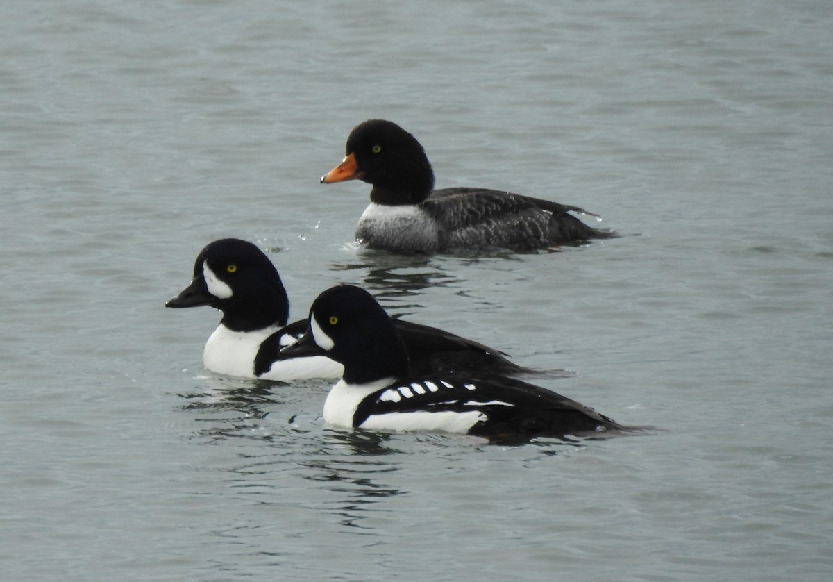 Barrow's Goldeneye - ML638557987