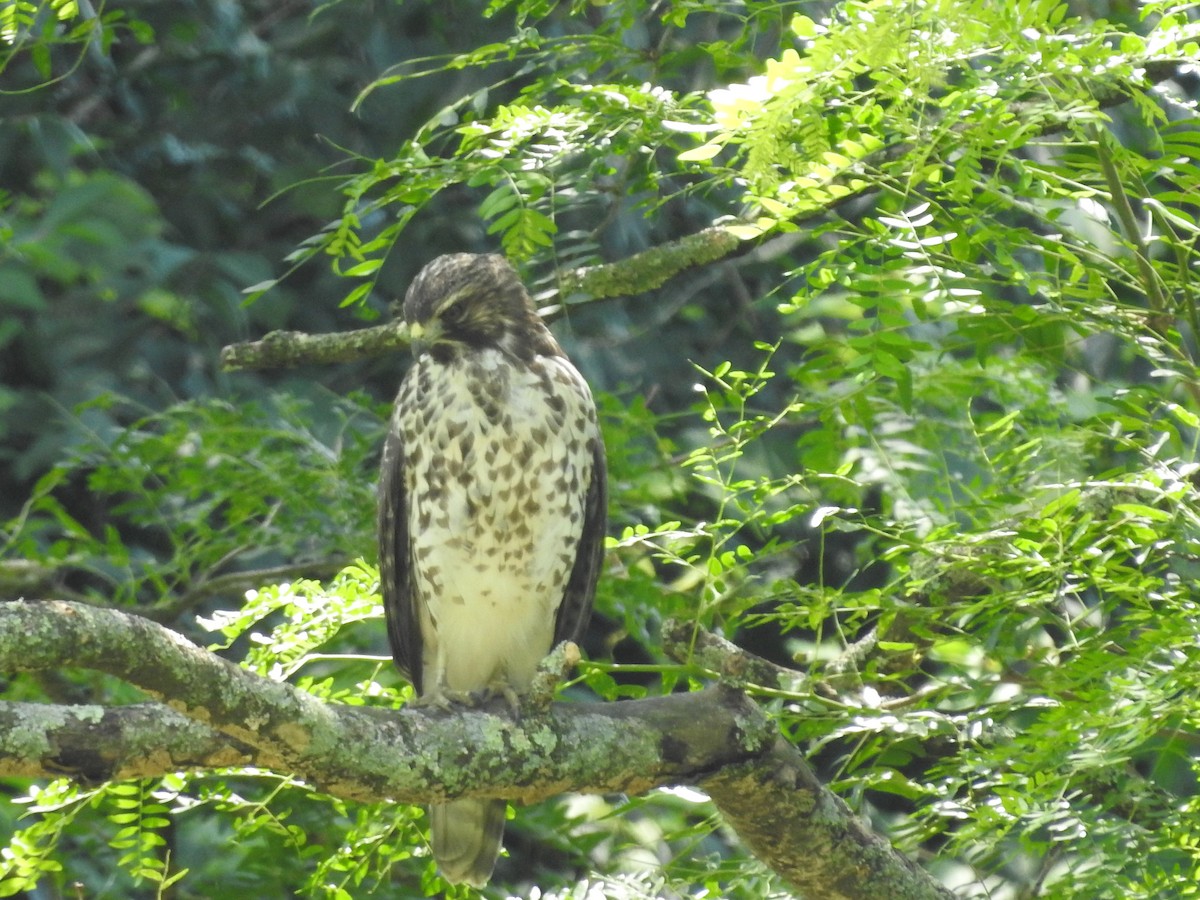 Red-shouldered Hawk - ML638557988