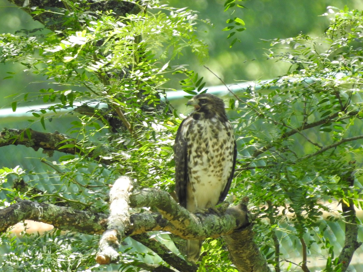Red-shouldered Hawk - ML638557989