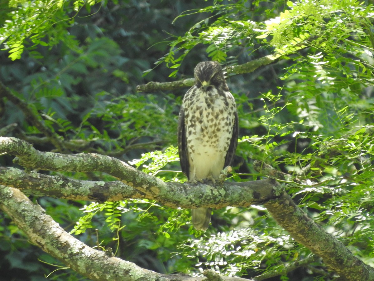 Red-shouldered Hawk - ML638557990