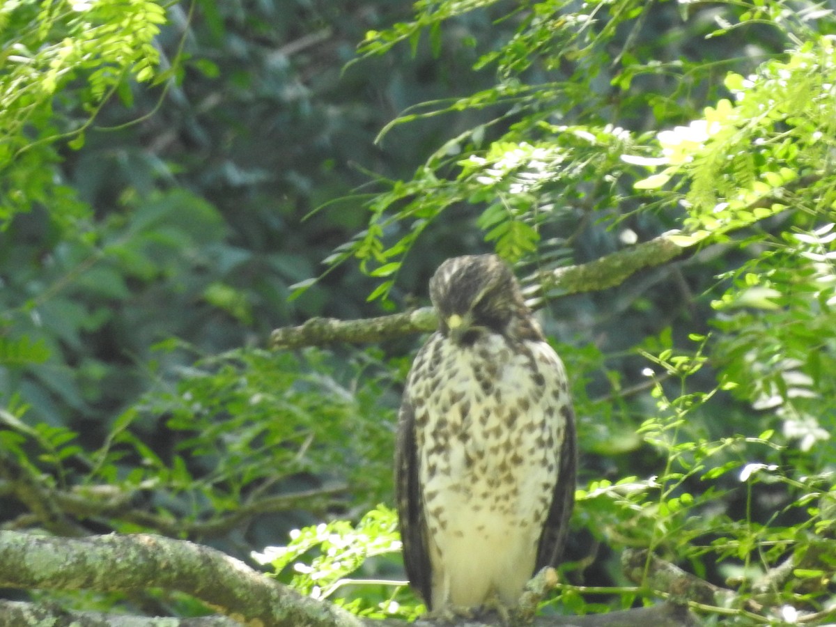Red-shouldered Hawk - ML638557991