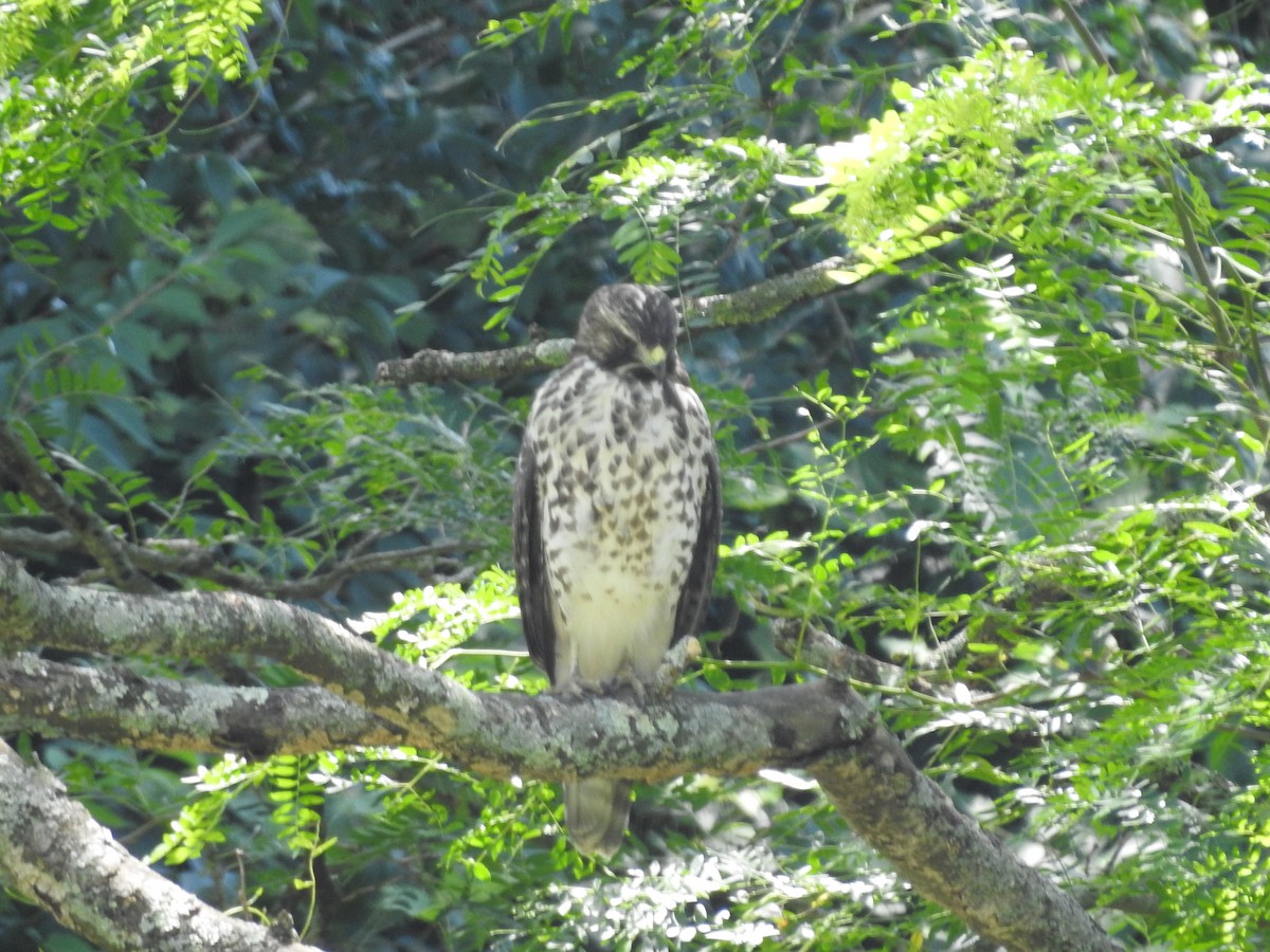 Red-shouldered Hawk - ML638557992
