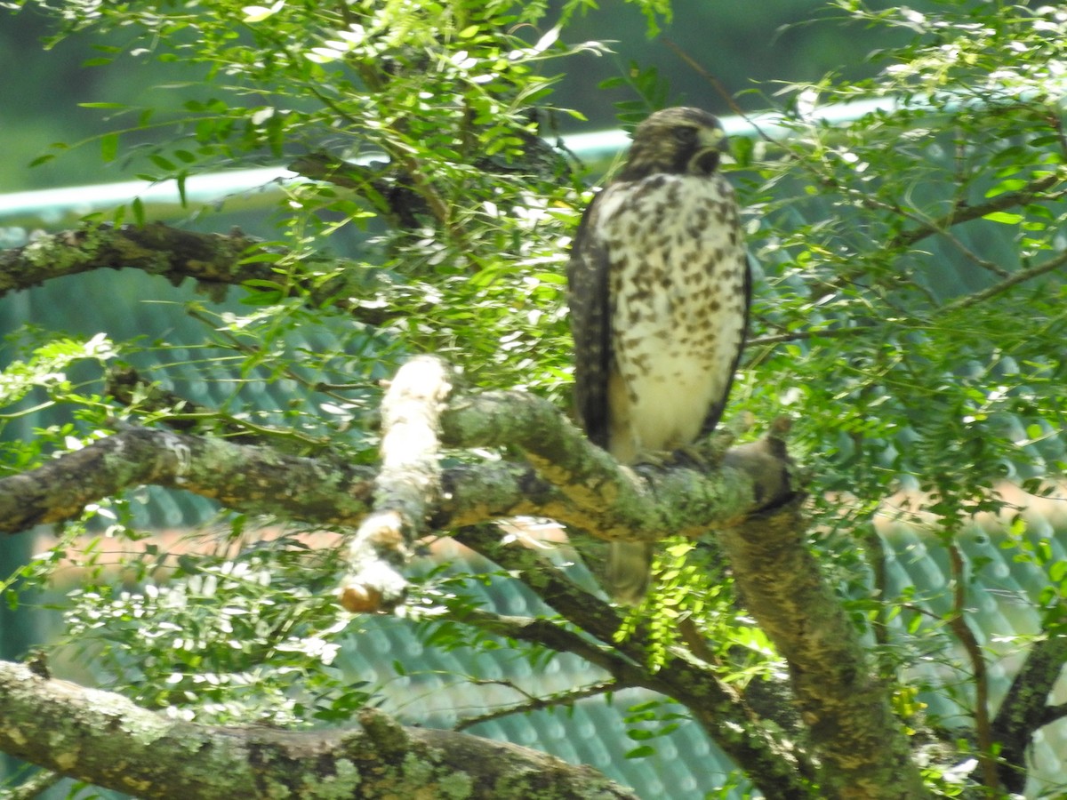 Red-shouldered Hawk - ML638557993