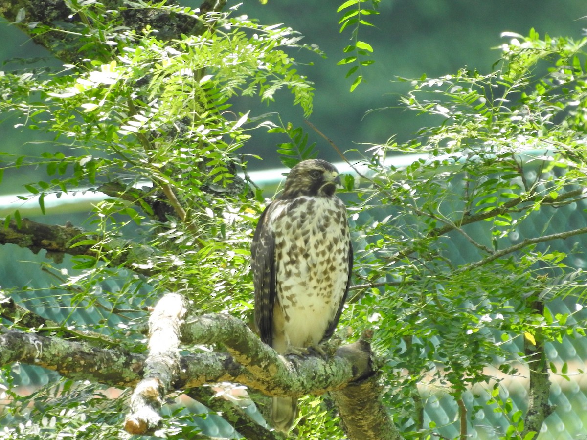 Red-shouldered Hawk - ML638557994