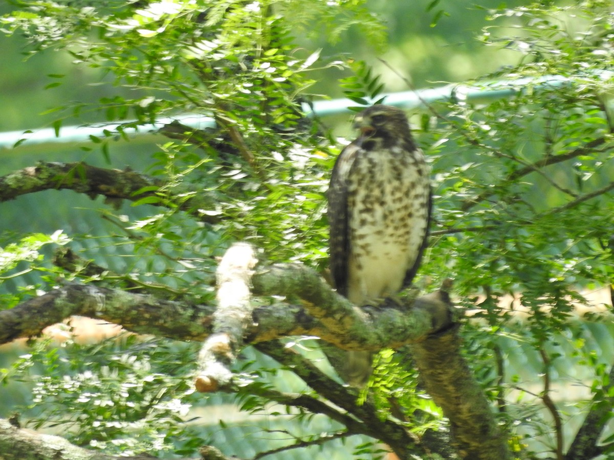 Red-shouldered Hawk - ML638557995