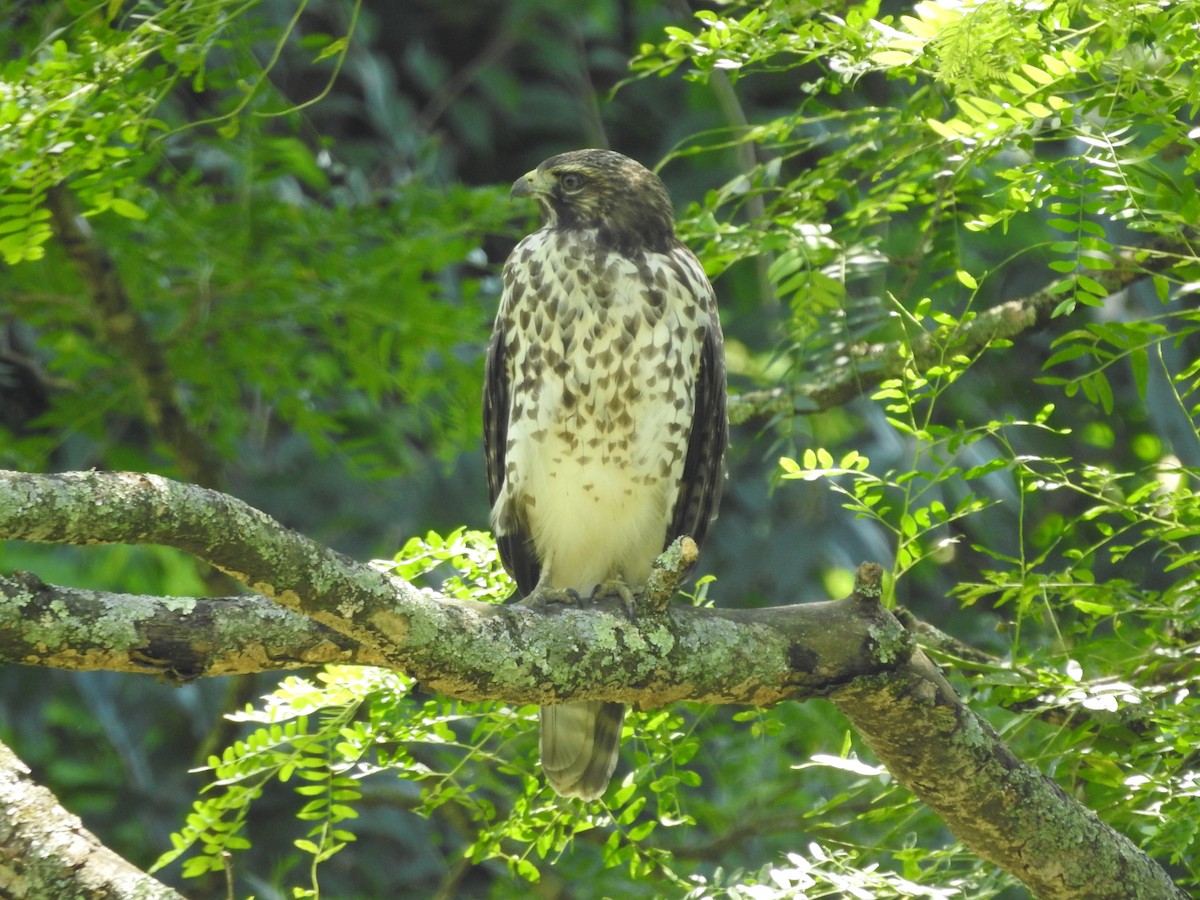 Red-shouldered Hawk - ML638557997
