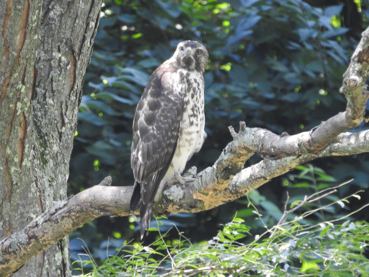 Red-shouldered Hawk - ML638557998